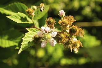 Honey bee collecting nectar on a white blossom of apple tree. Busy insects from nature. From bees