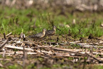 The short-billed dowitcher (Limnodromus griseus), shorebird in the marsh. Adult birds in summer