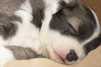 Four-week-old puppy (Icelandic Hound breed)