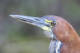 Rufescent tiger heron (Tigrisoma lineatum) Pantanal Brazil