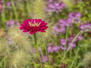 Red flower in focus, surrounded by wild grass and blurred background, Bad Lippspringe, Germany,