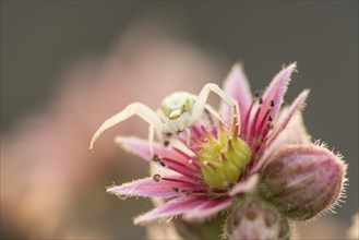 A Goldenrod crab spider lies in wait for prey on a houseleek flower