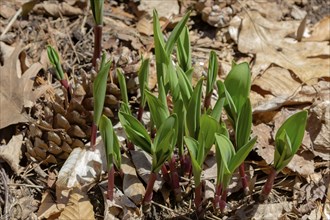 Wild Ramps, wild garlic, commonly known as ramp, ramps, spring onion, wild leek, wood leek. North