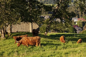 Highland cattle, Kyloe, Highlands, on the pasture, Hinterzarten, Baden-Württemberg, Black Forest,