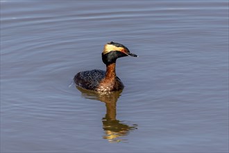 The horned grebe or Slavonian grebe (Podiceps auritus) in the spring in breeding plumage