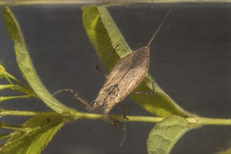 Water bug, Nepomorpha