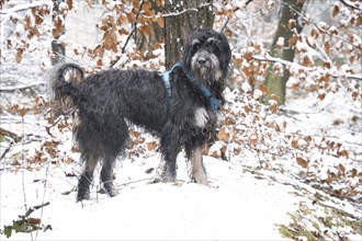 Goldendoodle in the snow. Snowy forest. Black curly fur with light brown markings. Animal photo in