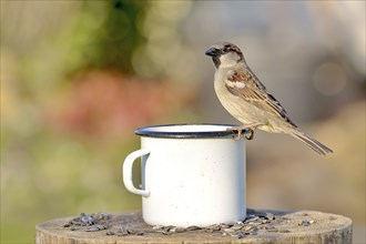 Male sparrow sitting on the edge of a tin cup