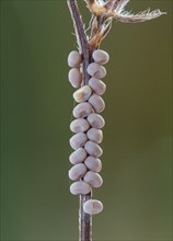 Butterfly, eggs, Libelloides rhomboides ssp. cretensis, Owlfly, eggs