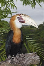 Papuan Hornbill, Rhyticeros plicatus, Tufi, Oro Province, Papua New Guinea, Oceania