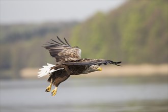 Seeadler, Haliaeetus albicilla, white-tailed eagle