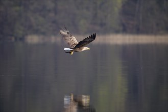 Seeadler, Haliaeetus albicilla, white-tailed eagle