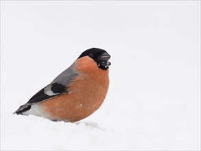 A male bullfinch sits in the snow and eats a sunflower seed