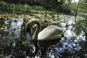 A swan weaves its way through water on a sunny day. Tipperary, Ireland, Europe