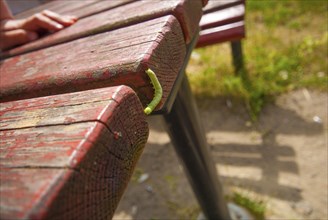 A green maggot on a red bench