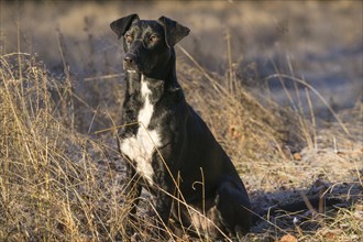 Sitting mixed-breed bitch