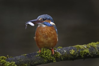 Kingfisher, Alcedo atthis, common kingfisher