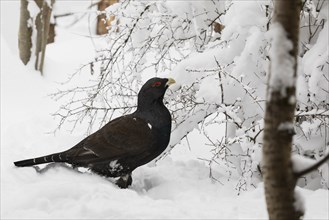 Auerhahn, Tetrao urogallus, wood grouse