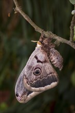 Saturnia pyri, giant peacock moth, male