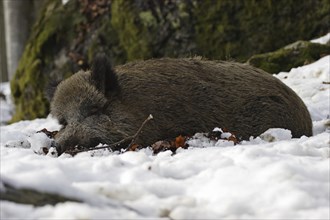 Wild boar, Sus scrofa, wild boar