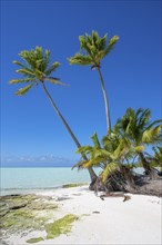 Coconut palms (Cocos nucifera) on the beach, private island, bird island, privileged, ecological,