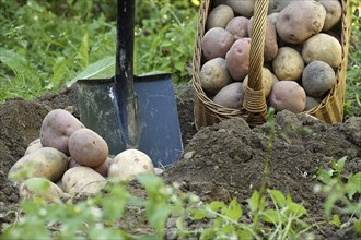 Recent harvest potatoes vary in size and collor are covered in soil, near wicker basket and shovel.