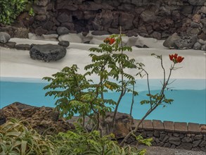 Green plants and pool with rocks in a garden, lanzarote, Canary Islands, Spain, Europe