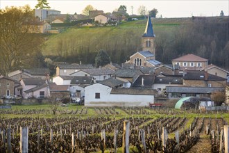 Vineyards and village of Saint Julien, Beaujolais, France, Europe