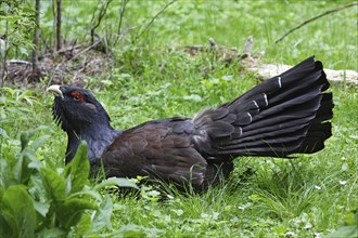 Capercaillie, male, Tetrao urogallus, wood grouse, male