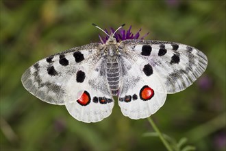 Apollo butterfly, Parnassius apollo, mountain Apollo