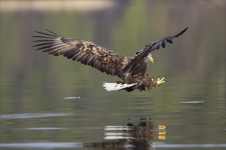 Seeadler, Haliaeetus albicilla, white-tailed eagle