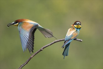 Bee-eater, Merops apiaster, European bee-eater