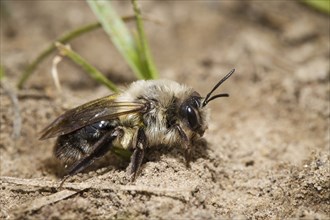 Auensandbiene, Andrena vaga, grey-backed mining bee