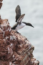 A guillemot taking off from a sandstone cliff on Heligoland