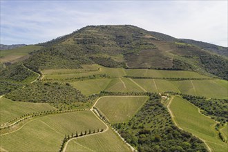 Douro river wine valley region drone aerial view, in Portugal