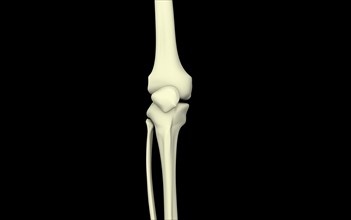 Illustration of knee bone, straight