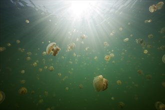 Mastigias jellyfish in Jellyfish Lake, Mastigias papua etpisonii, Jellyfish Lake, Micronesia,