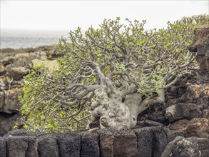 A gnarled tree growing on a rocky terrain shows the resilience of nature, lanzarote, Canary