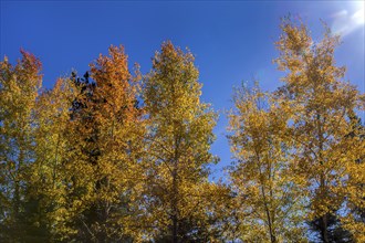 Sun rays back light the tops of trees in autumn in McCall, Idaho