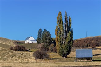 A white barn stands at the top of a small hill under a moon in the mid morning in the Palouse of