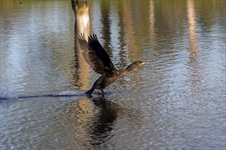 Double-crested cormorant in flight Excelent hunter, swimmer and diver