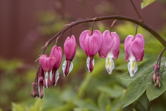 A close up of the beautiful bleeding heart flowers in north Idaho