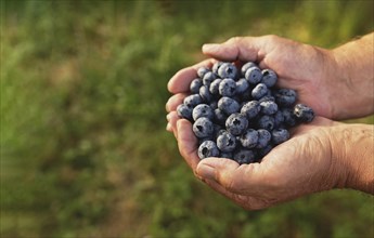 Senior man hands holding heap of fresh cultivated blueberry. Healthy eating and Alzheimer or