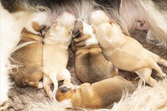 Four-day-old Wekpen (Icelandic dogs)