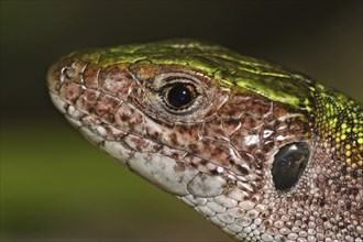 Green lizard, Lacerta viridis, European green lizard