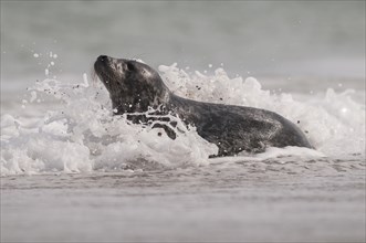 A grey seal sits in the surf of the Heligoland dune