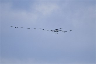 Cranes fly in V formation in the sky. Migratory birds on the Darss. Bird photo