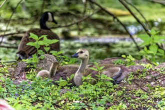 Canada goose (Branta canadensis) goslings on a meadow