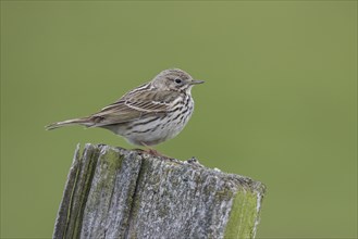 Meadow pipit, Anthus pratensis, meadow pipit