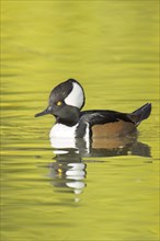 A fall photo of a beautiful male hooded merganser swims in the calm water and casts its reflection